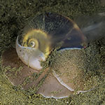 Neverita lewisii